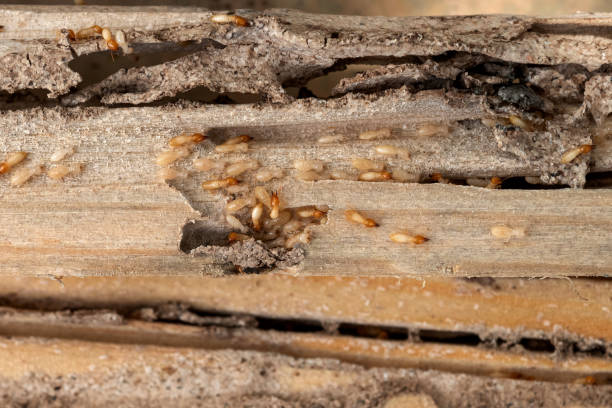 Best Spider Control Near Me  in Wilmington, OH